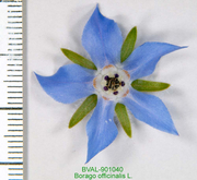 Foto der Blüte von Muster  