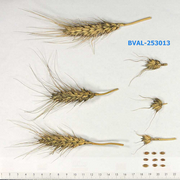image from sample  T.aest.var.icterinum (Alef.)Mansf.