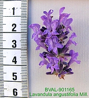 Foto der Blüte von Muster  