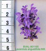 Foto der Blüte von Muster  