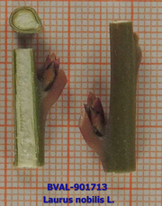Foto der Stengel von Muster  