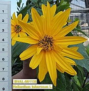 Foto der Blüte von Muster  