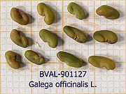 image of the seed from sample 