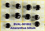 image of the seed from sample 