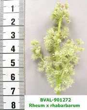 Foto der Blüte von Muster  
