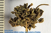 image of the fruit from sample 