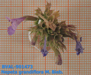 image of the fruit from sample 