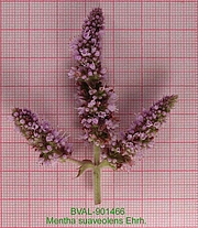 Foto der Blüte von Muster  