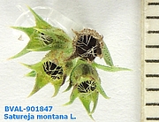 Foto der Frucht von Muster  