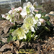 Foto von Muster  