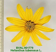 Foto der Blüte von Muster  