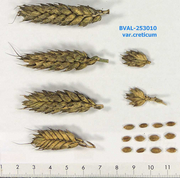 image from sample  T.aest.var.creticum (Mazzuc.)Mansf.