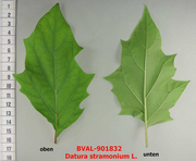 Foto der Blätter von Muster  