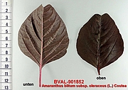 image of the leaf from sample 