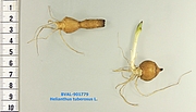 Foto der Frucht von Muster  