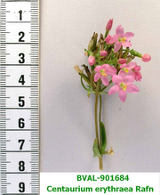 image of the flower from sample 