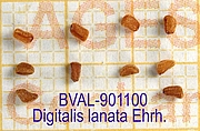 image of the seed from sample 