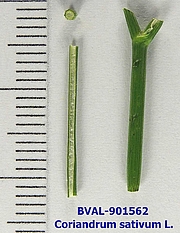 Foto der Stengel von Muster  Aleksevski 247