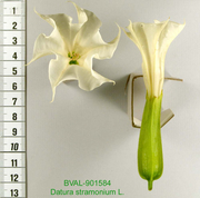 Foto der Blüte von Muster  