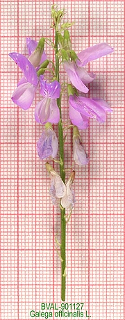 image of the flower from sample 