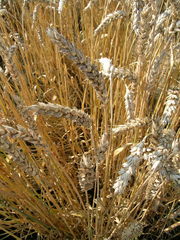 image from sample  Rotor