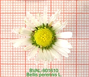 Foto der Blüte von Muster  
