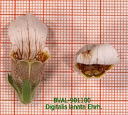 image of the flower from sample 