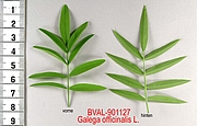 image of the leaf from sample 