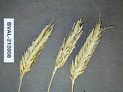 Foto von Muster  Polnischer Weizen (gracile)