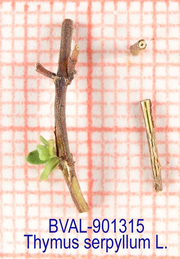 Foto der Stengel von Muster  