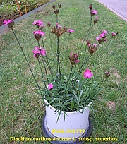 Foto von Muster  