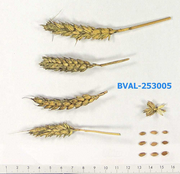 image from sample  T.aest.var.lutescenscompactoides