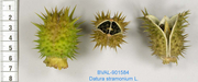 Foto der Frucht von Muster  