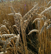 image from sample  Flinor
