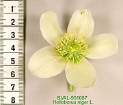 Foto der Blüte von Muster  