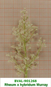 Foto der Blüte von Muster  