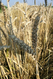 image from sample  Ural
