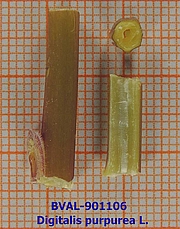 image of the haulm from sample 