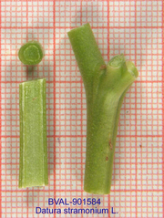 Foto der Stengel von Muster  