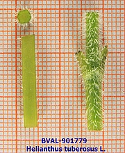 Foto der Stengel von Muster  