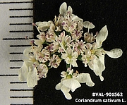 Foto der Blüte von Muster  Aleksevski 247