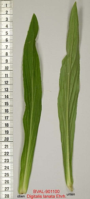 image of the leaf from sample 