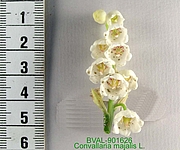 Foto der Blüte von Muster  
