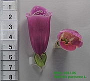 image of the flower from sample 