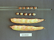 Foto von Muster  Mettersdorf 2