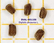 image of the seed from sample 