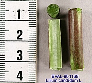 Foto der Stengel von Muster  