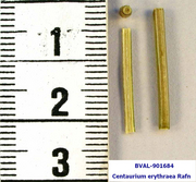image of the haulm from sample 