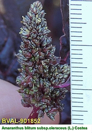 image of the flower from sample 
