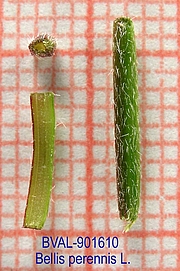 Foto der Stengel von Muster  